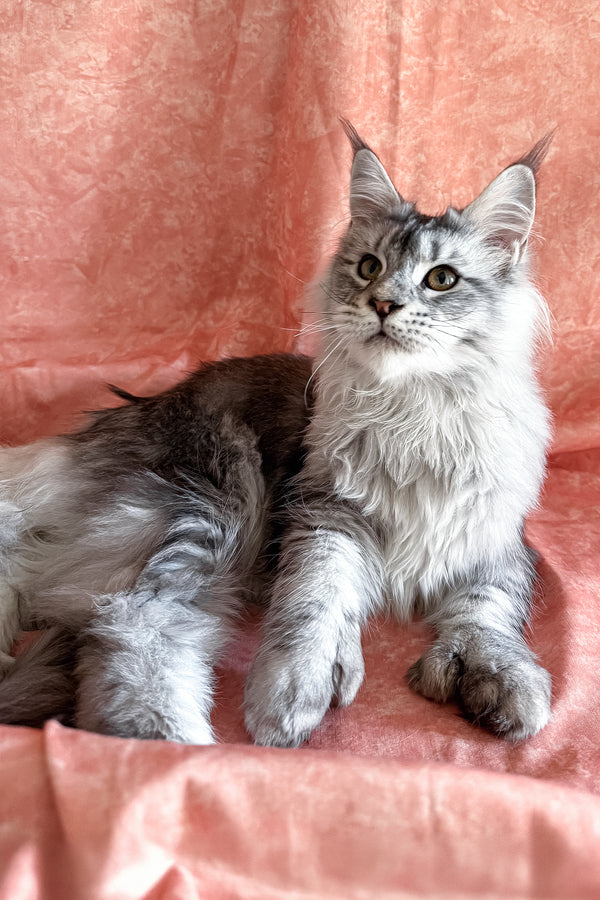 Nafaniel | Polydactyl Maine Coon Kitten