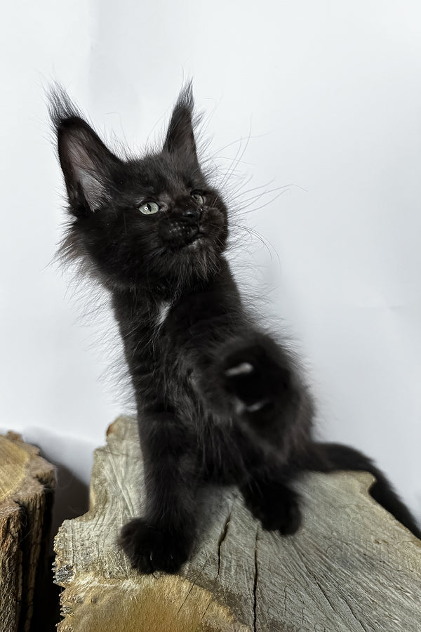 Naira | Maine Coon Kitten
