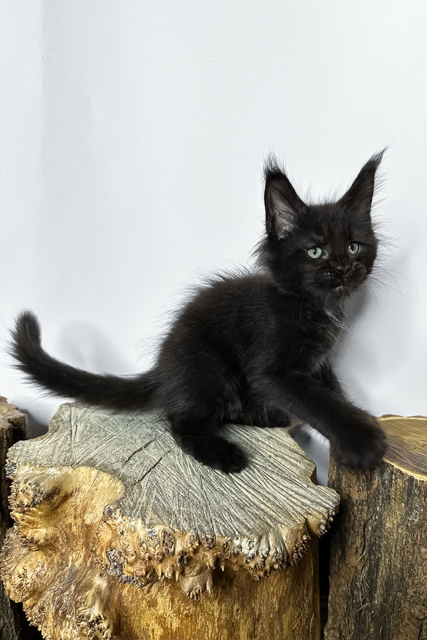 Naira | Maine Coon Kitten