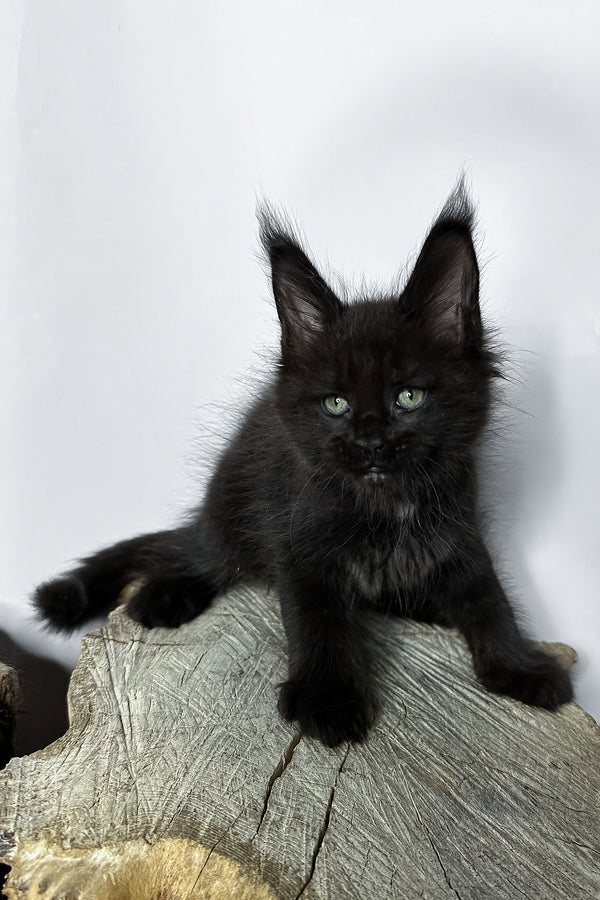 Naira | Maine Coon Kitten