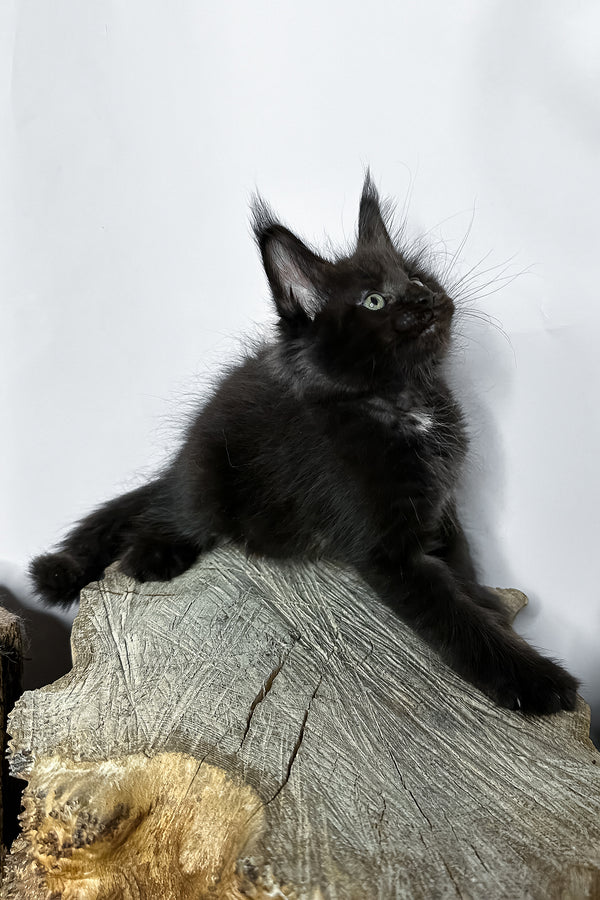 Naira | Maine Coon Kitten