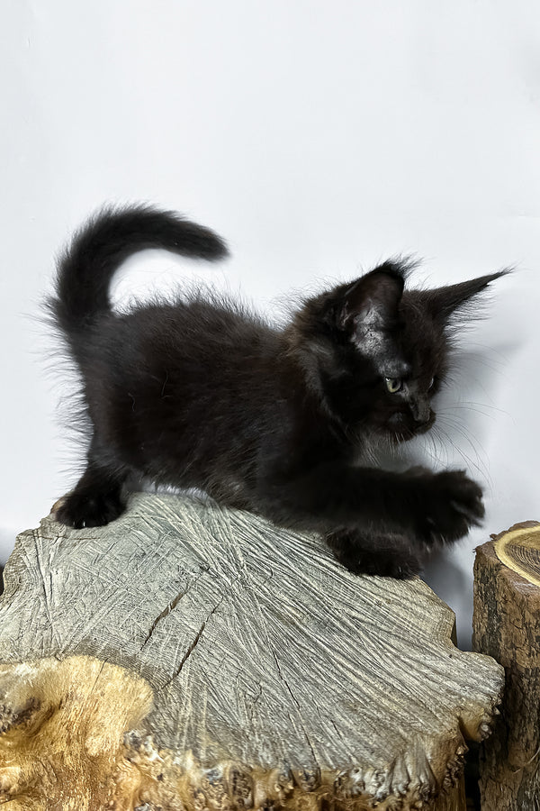 Naira | Maine Coon Kitten