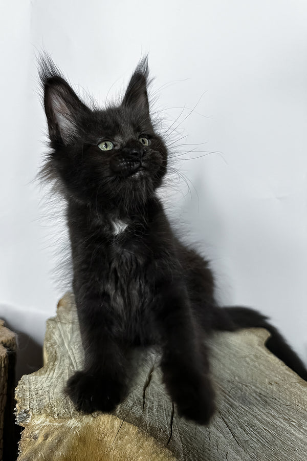 Naira | Maine Coon Kitten