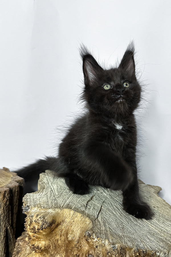 Naira | Maine Coon Kitten