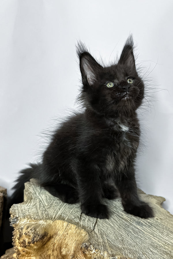 Naira | Maine Coon Kitten