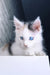 Nancy | Maine Coon Kitten