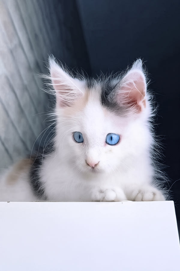 Nancy | Maine Coon Kitten