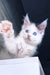 Nancy | Maine Coon Kitten