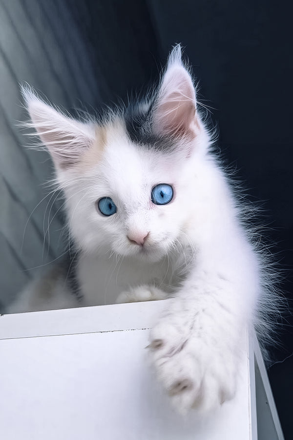 Nancy | Maine Coon Kitten