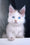 Nancy | Maine Coon Kitten