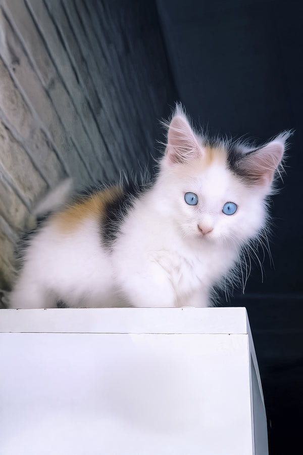 Nancy | Maine Coon Kitten