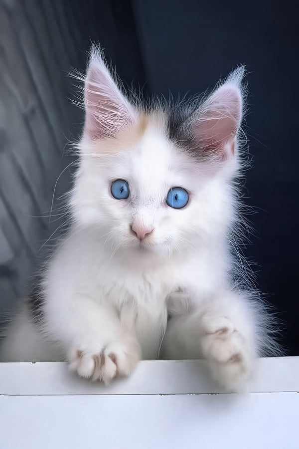 Nancy | Maine Coon Kitten