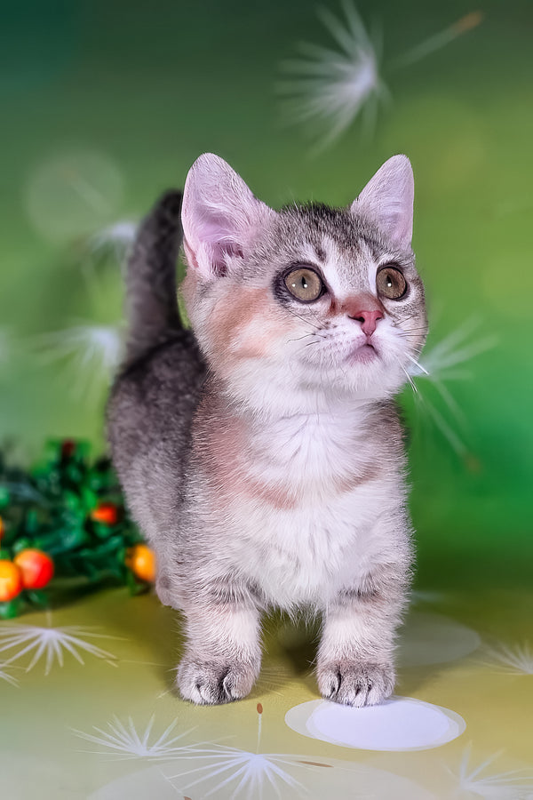 Naomi | Munchkin Kitten