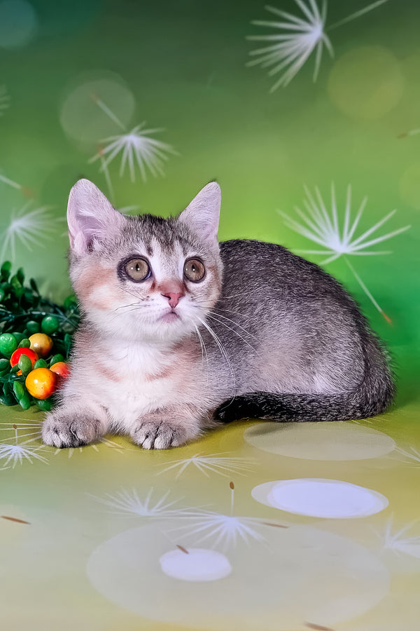 Naomi | Munchkin Kitten