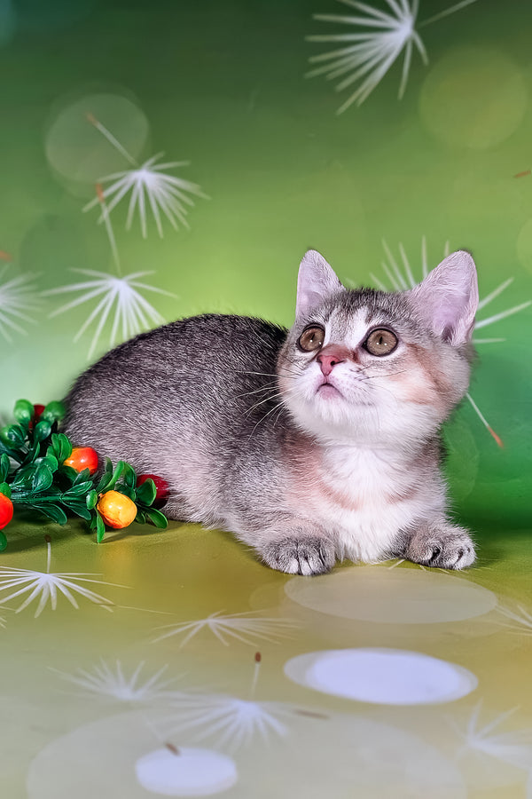 Naomi | Munchkin Kitten