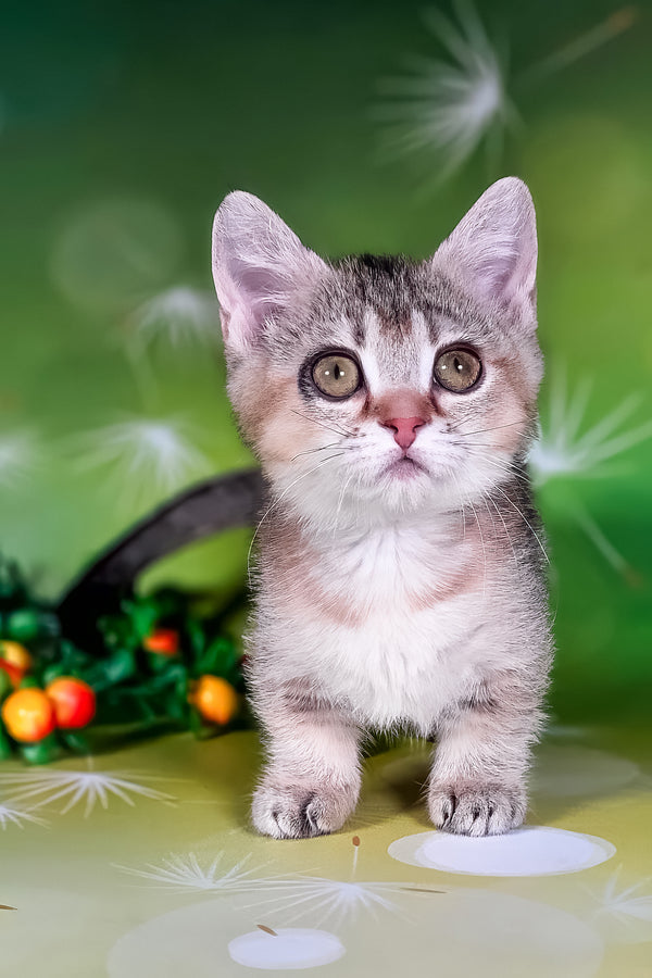Naomi | Munchkin Kitten