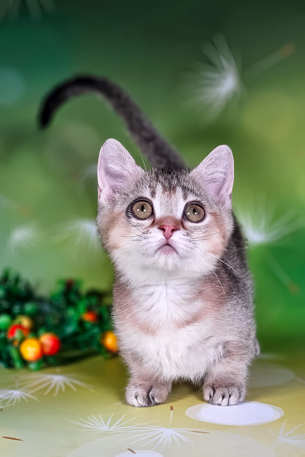 Naomi | Munchkin Kitten