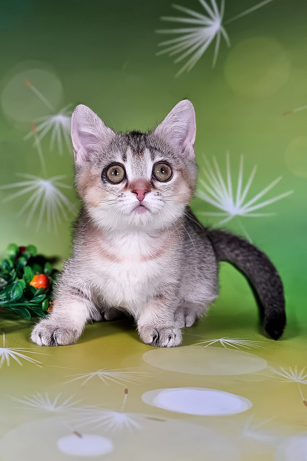 Naomi | Munchkin Kitten