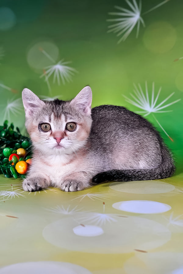 Naomi | Munchkin Kitten