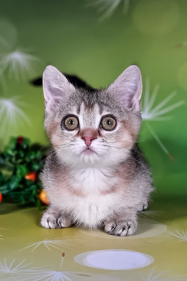 Naomi | Munchkin Kitten