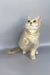 Naomi | British Shorthair Kitten