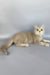 Naomi | British Shorthair Kitten