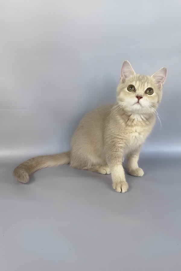 Naomi | British Shorthair Kitten