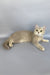 Naomi | British Shorthair Kitten