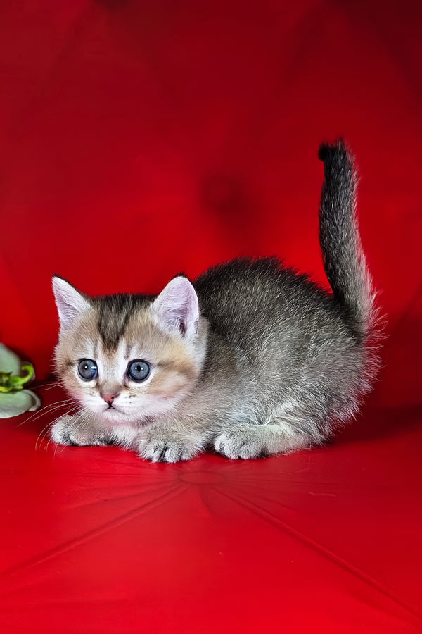 Naomi | Munchkin Kitten