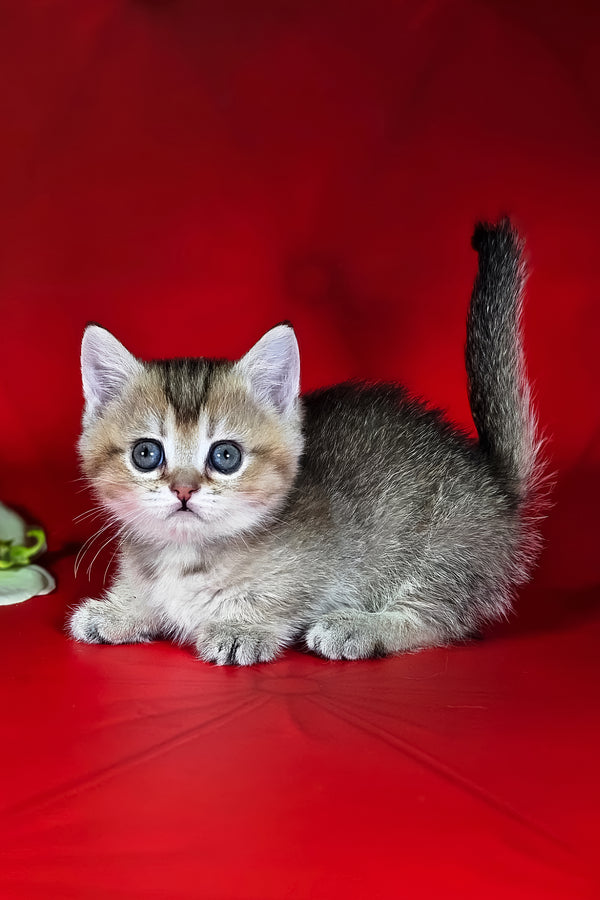 Naomi | Munchkin Kitten