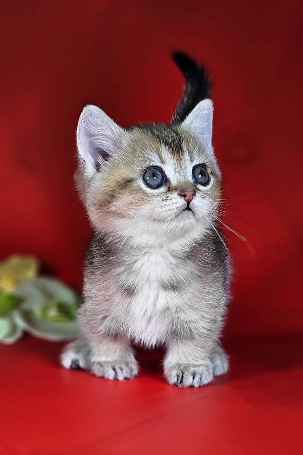 Naomi | Munchkin Kitten