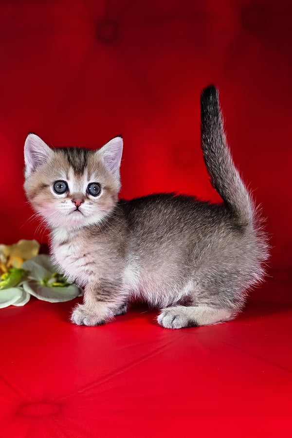 Naomi | Munchkin Kitten