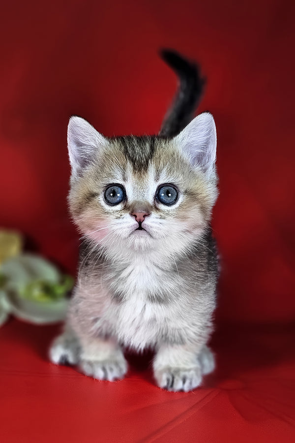 Naomi | Munchkin Kitten