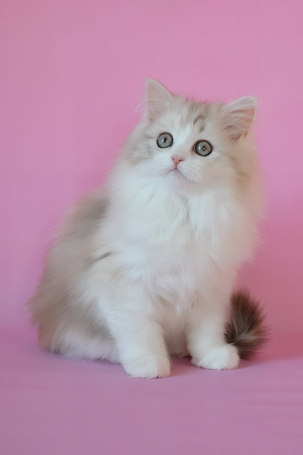 Naomi | Scottish Straight Longhair Kitten