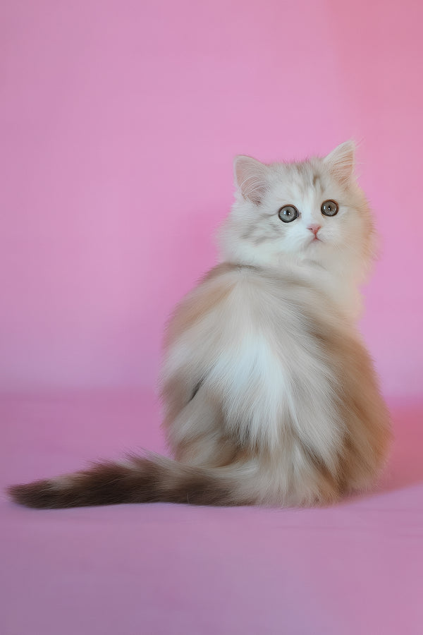Naomi | Scottish Straight Longhair Kitten