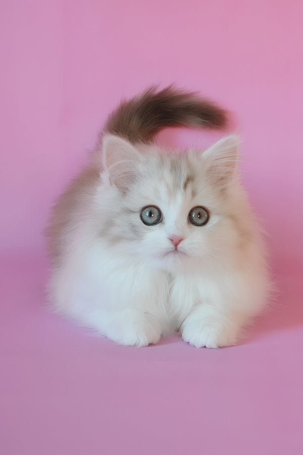 Naomi | Scottish Straight Longhair Kitten