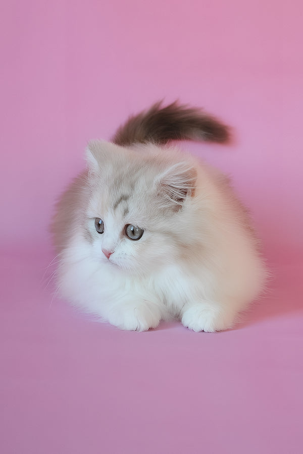 Naomi | Scottish Straight Longhair Kitten