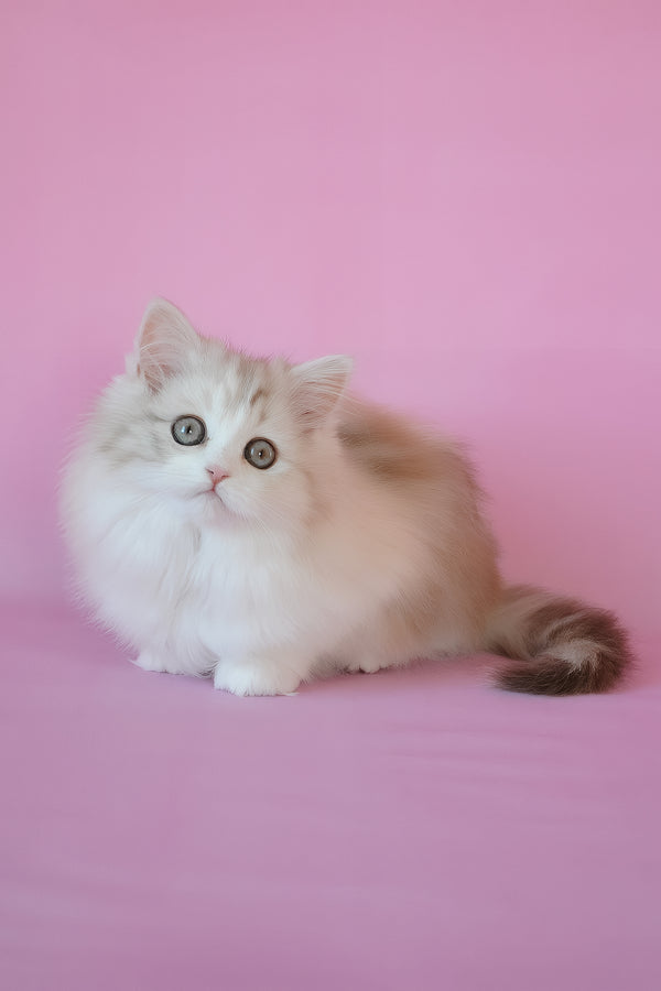 Naomi | Scottish Straight Longhair Kitten