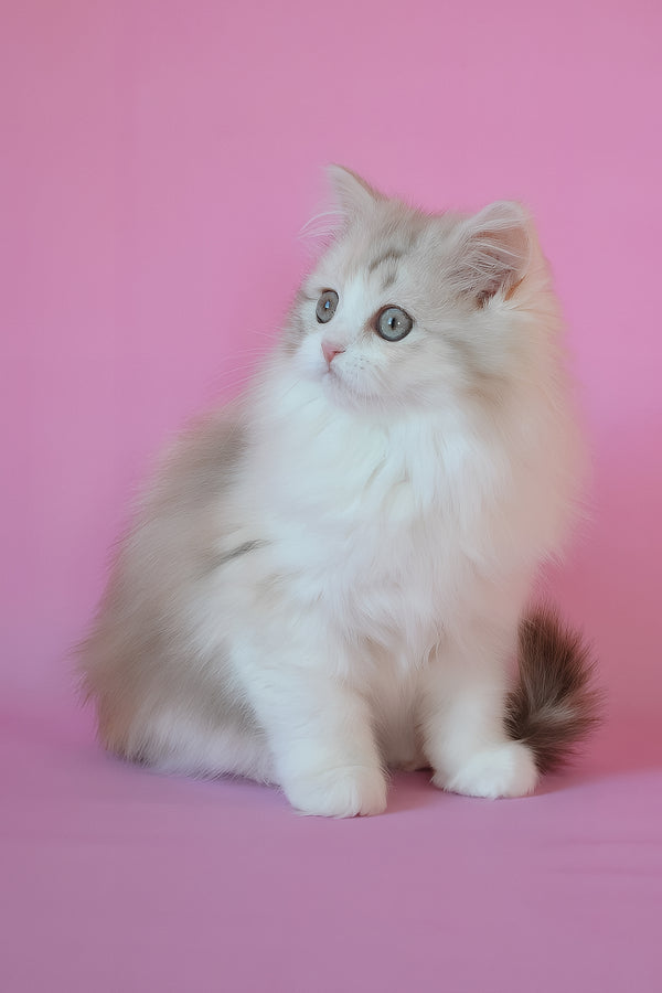 Naomi | Scottish Straight Longhair Kitten