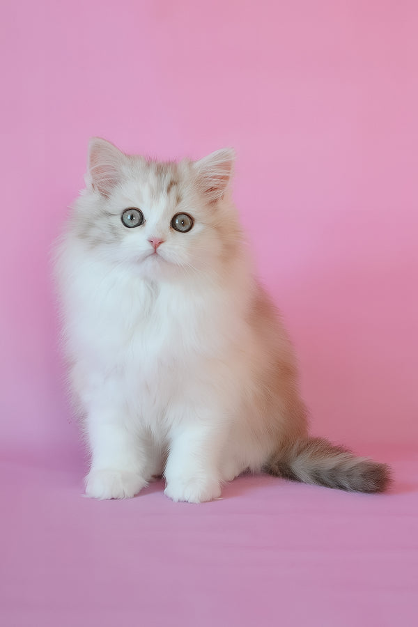 Naomi | Scottish Straight Longhair Kitten
