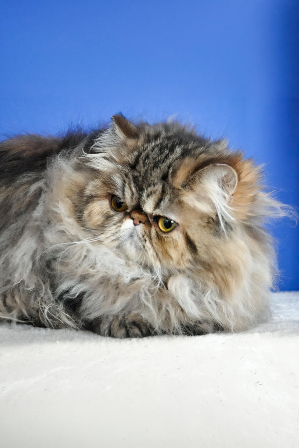 Naomi | Persian Kitten