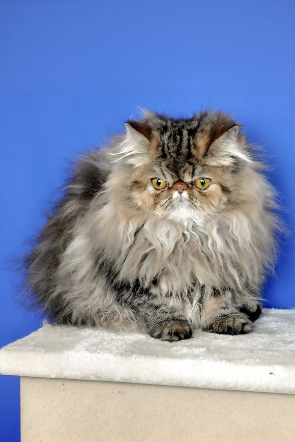 Naomi | Persian Kitten