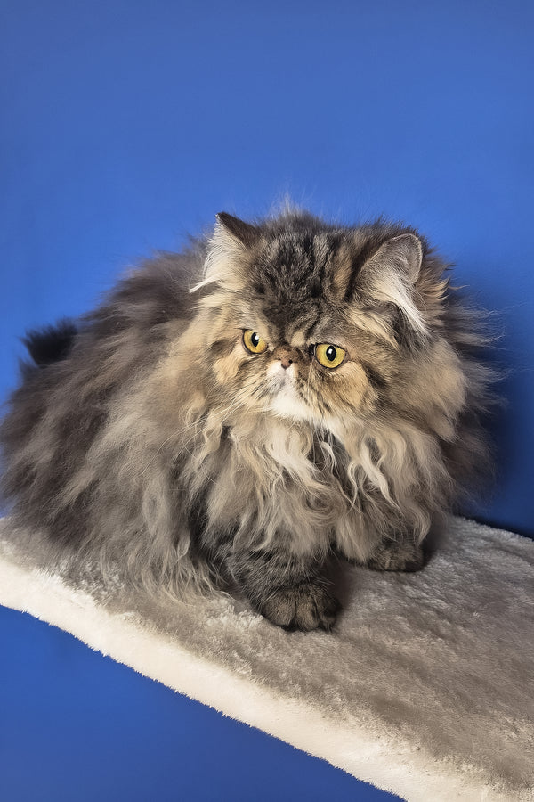 Naomi | Persian Kitten