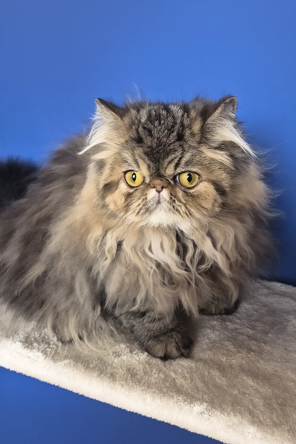 Naomi | Persian Kitten