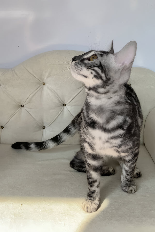 Naomi | Bengal Kitten