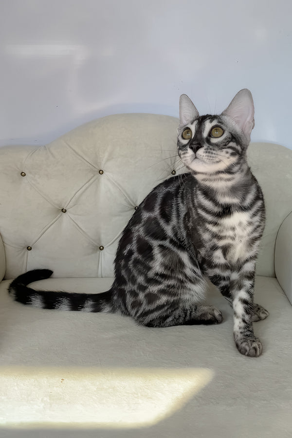 Naomi | Bengal Kitten