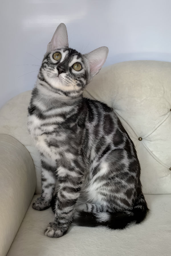 Naomi | Bengal Kitten