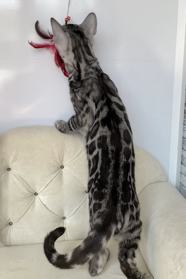 Naomi | Bengal Kitten