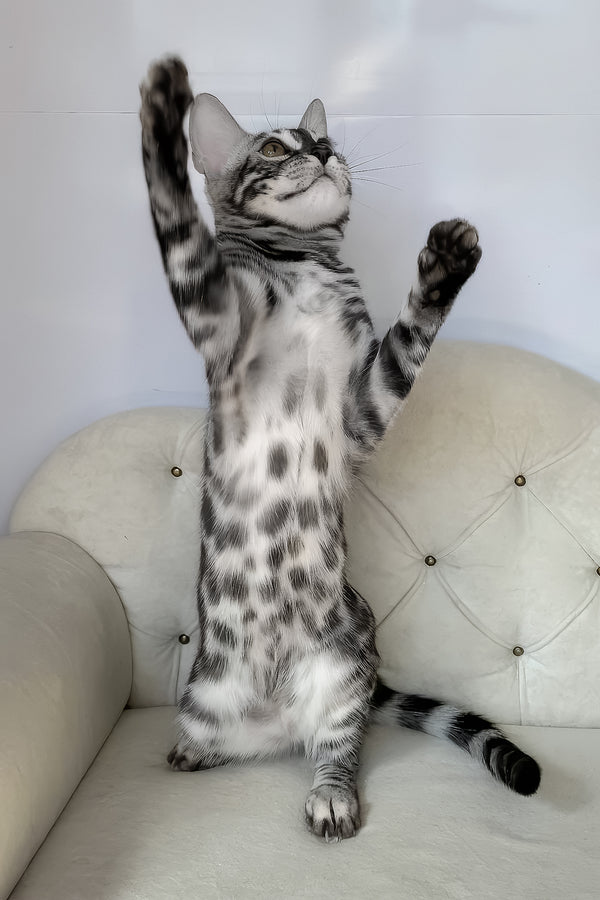 Naomi | Bengal Kitten