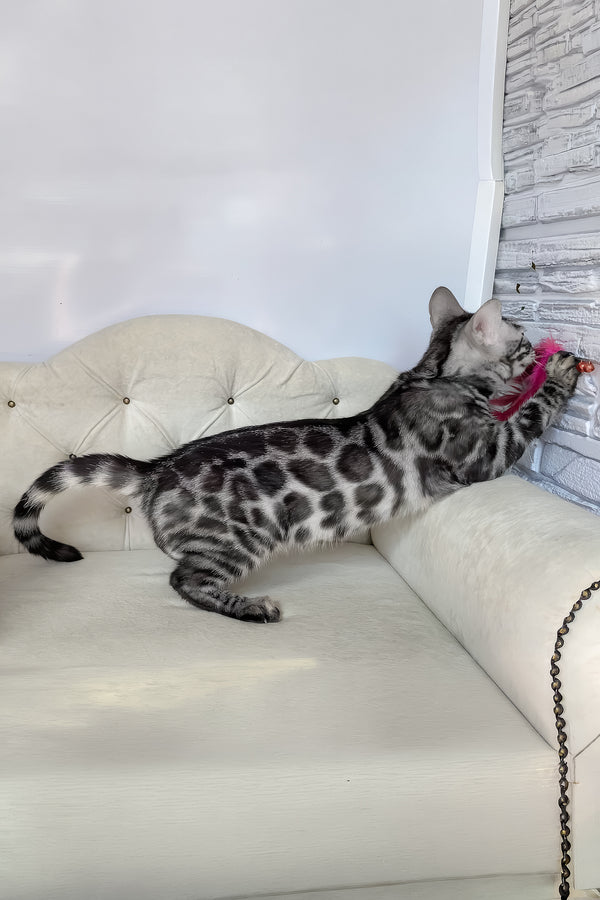 Naomi | Bengal Kitten